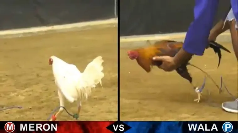 Đá Gà 69VN Sân Chơi Cá Cược Kịch Tính Nhất 2025